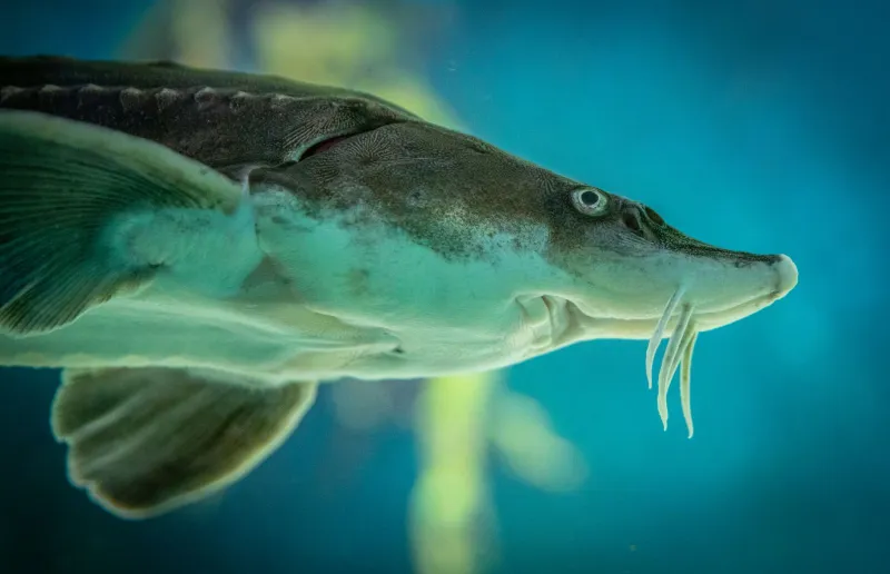 Back from the Brink: Meet the People Fighting to Bring Native Fish Back to the Hudson