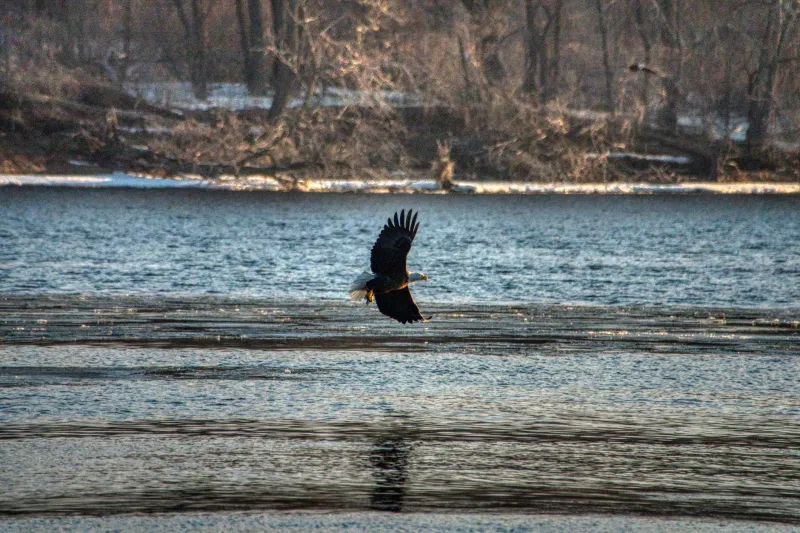 Beavers, Eagles, and the Occasional Seal: The Wild Neighbors Reclaiming the Hudson River